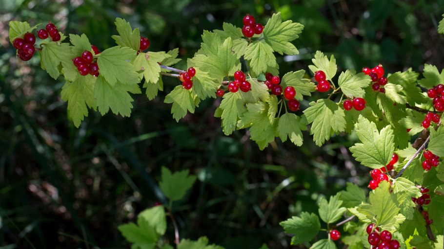Голубика Нортланд куст