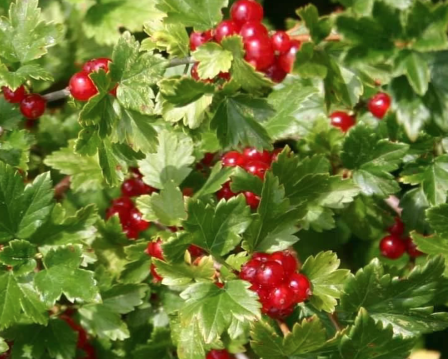 Калина плодовая куст