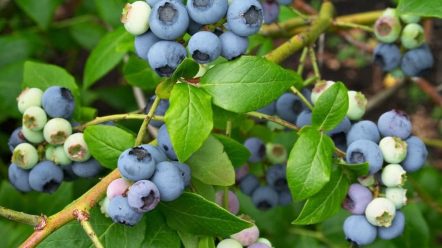 Куст ягодный Буш дикий