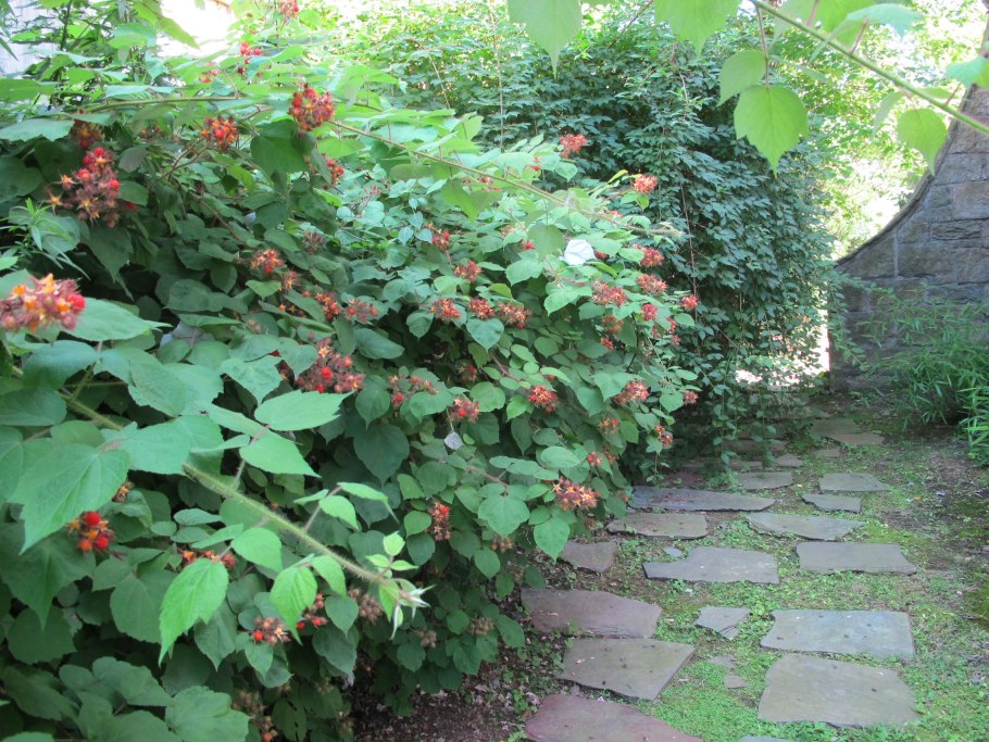 Голубика высокорослая Бригитта