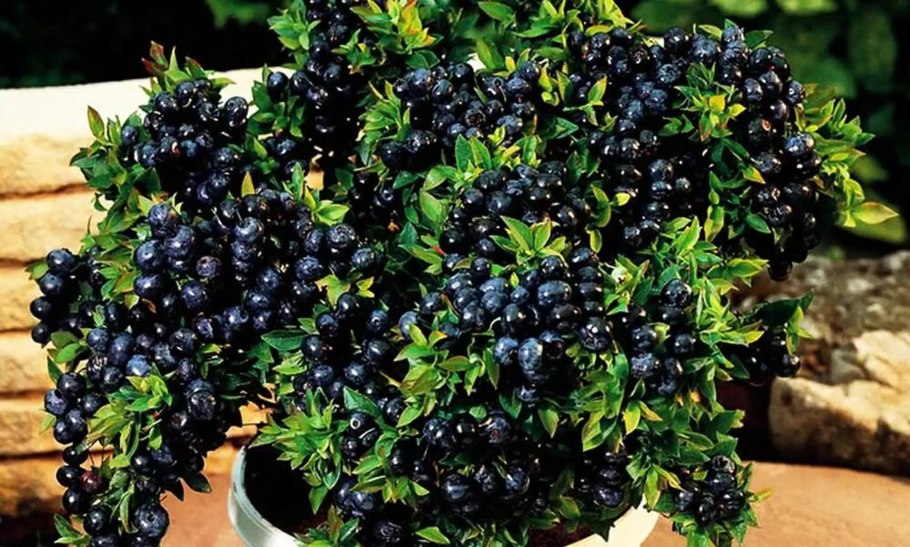 Кустарник с красными ягодами несъедобный