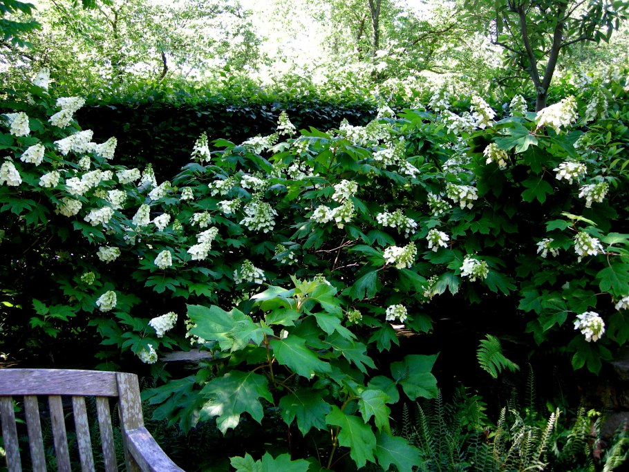 Калина обыкновенная Viburnum opulus