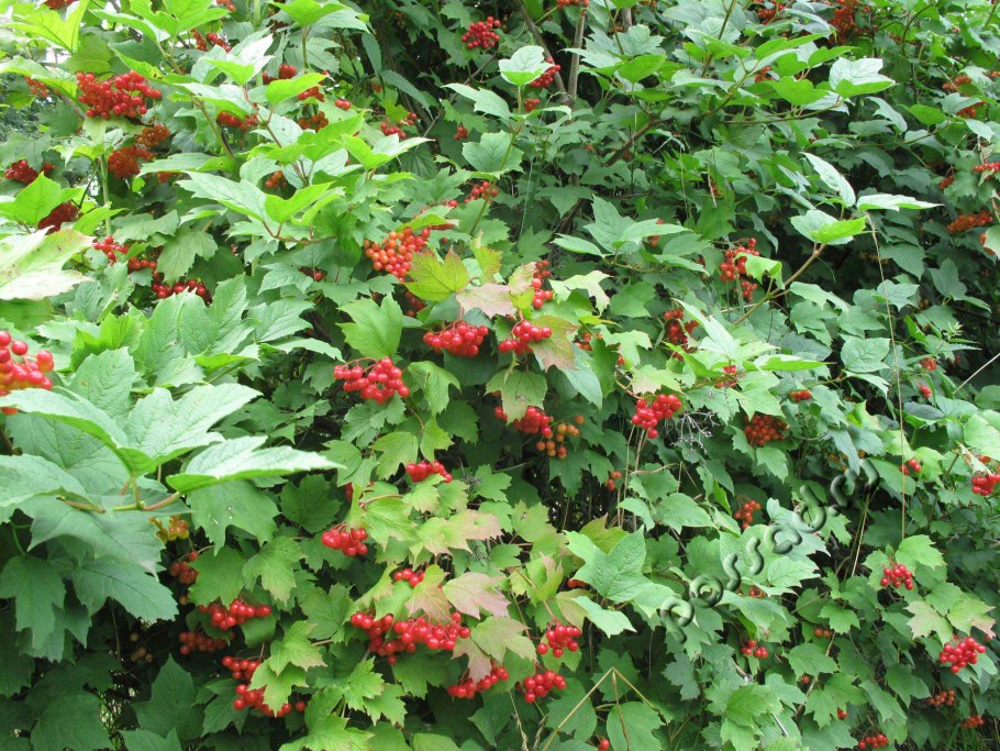 Боярышник сливолистный