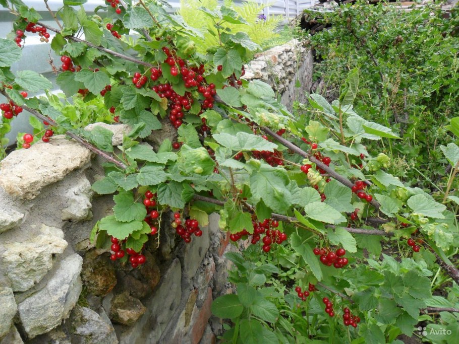 Плодовые кустарники (смородина, крыжовник, жимолость)