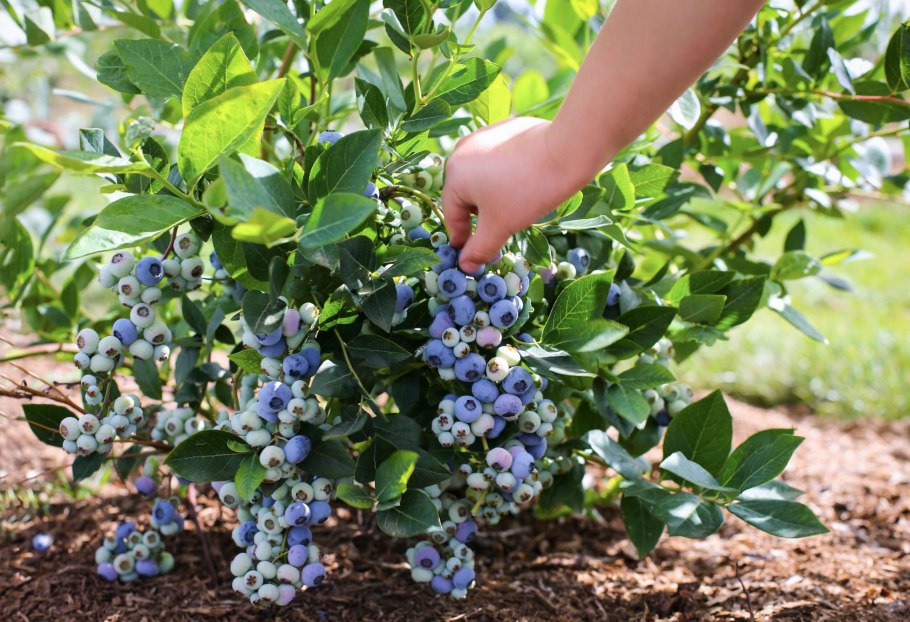 Голубика высокорослая Блюголд