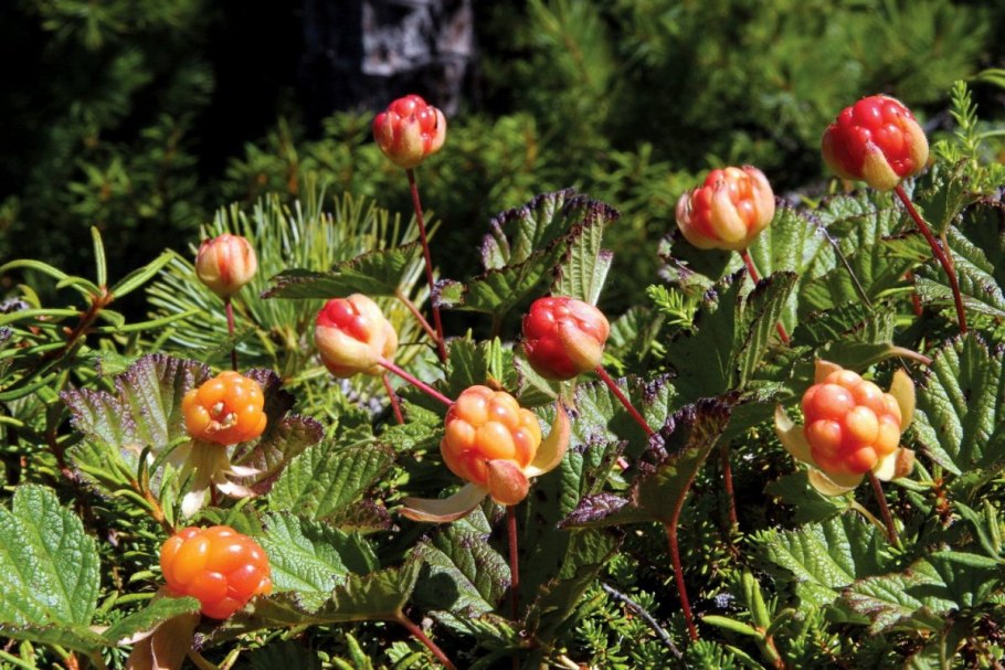 Калина обыкновенная Компактум (compactum)