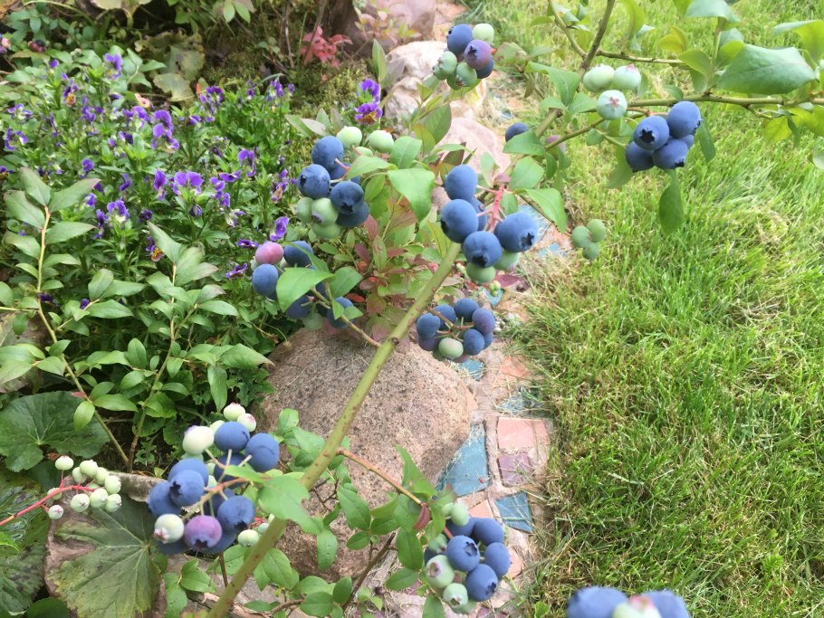 Голубика Элизабет куст