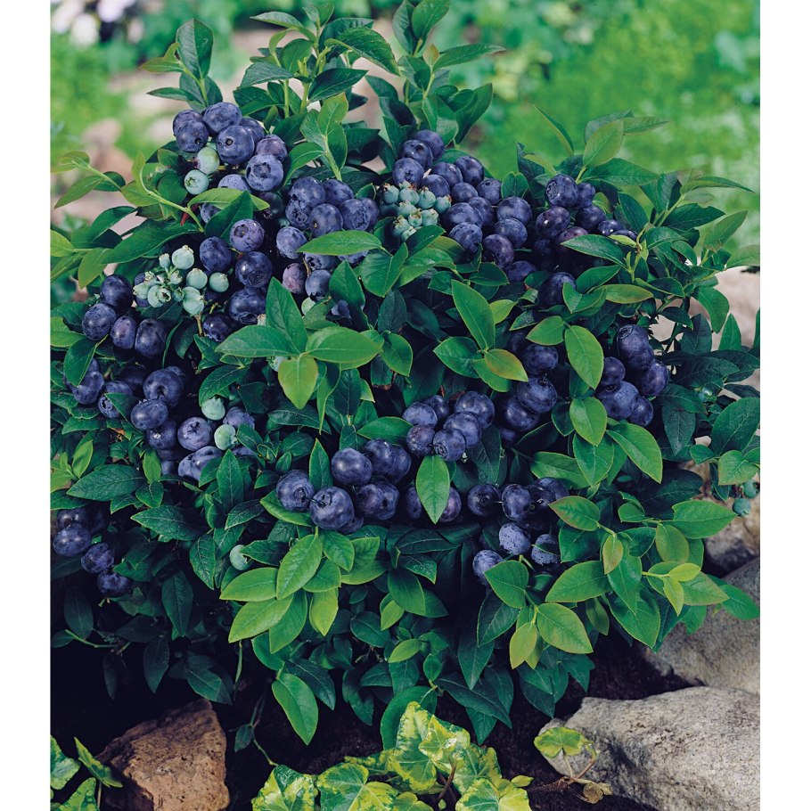 Жимолость съедобная Черничка