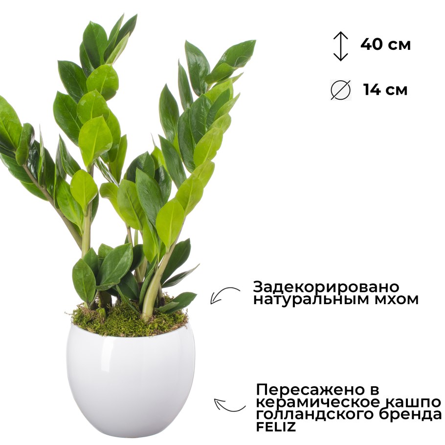 Хлороз на замиокулькас