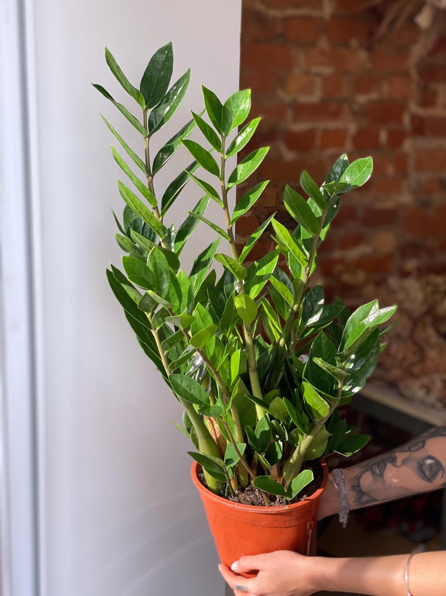 Домашнее растение цветок 1500 рублей