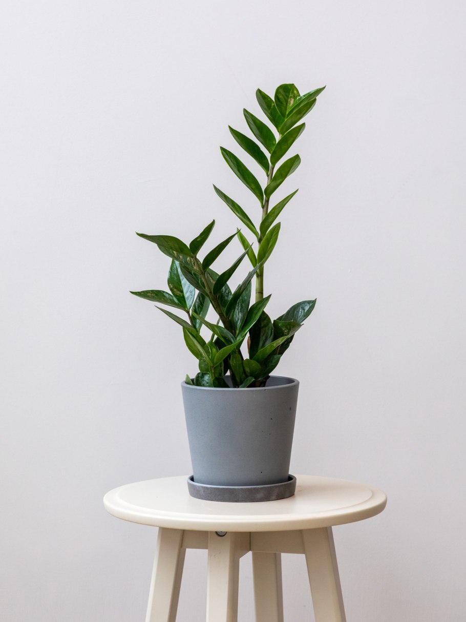 Блэк лиф замиокулькас