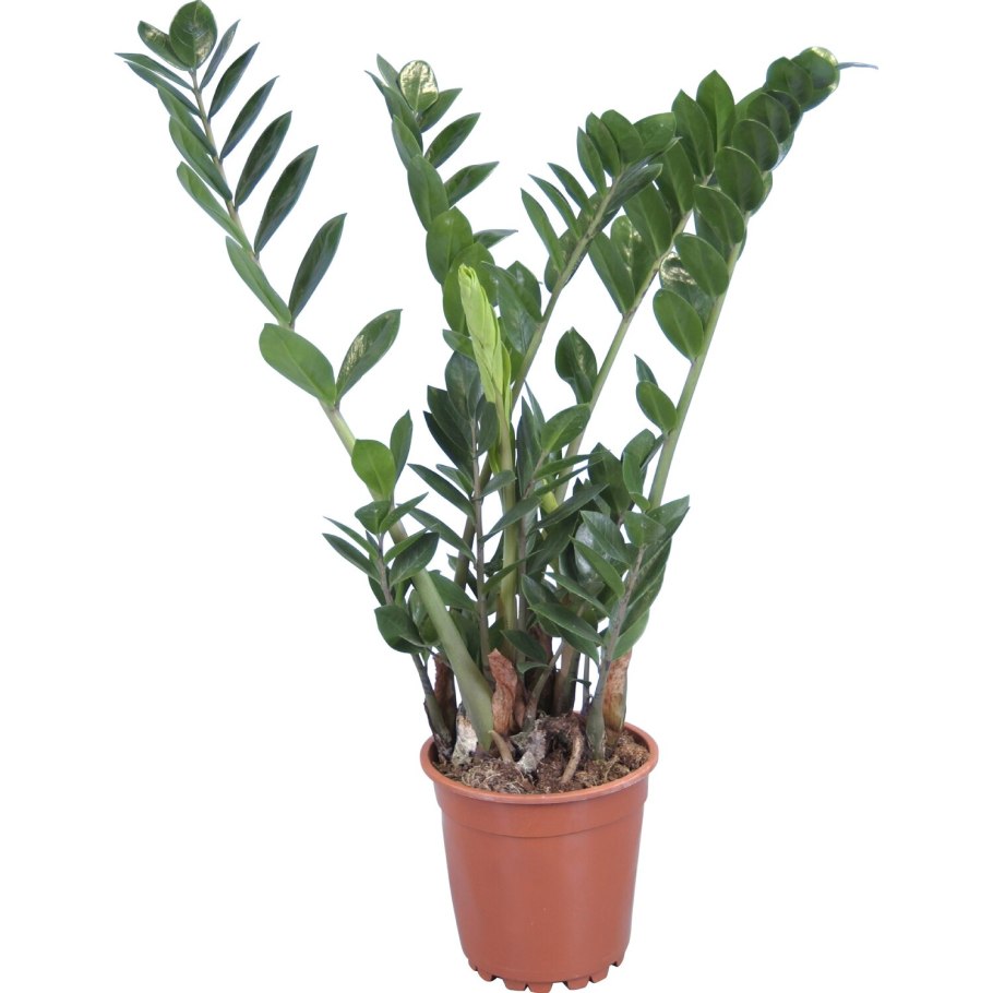 Замиофолия замиокулькас