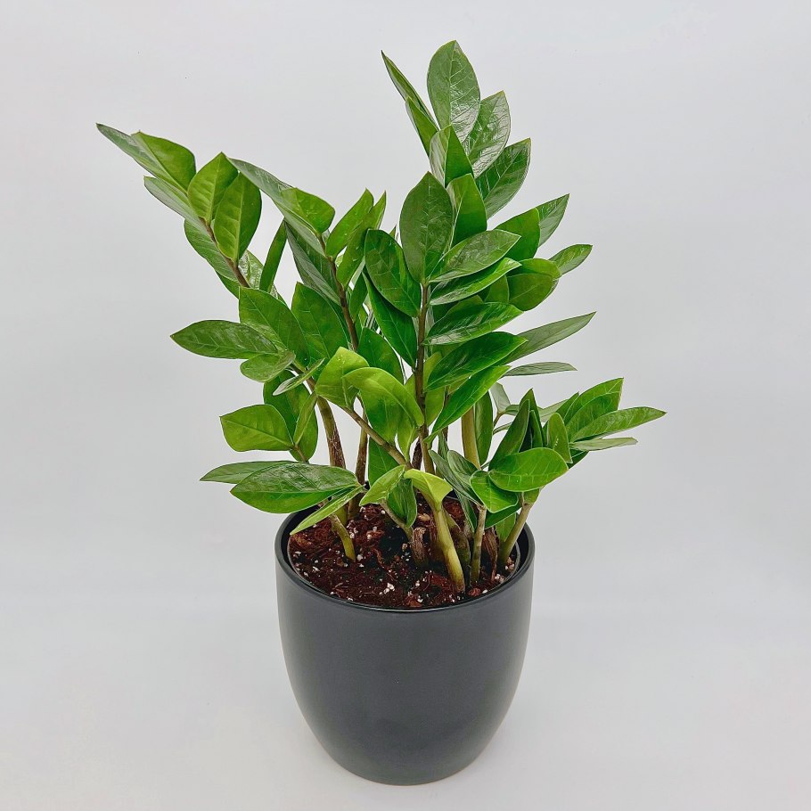 Замиокулькас Замифолия догони