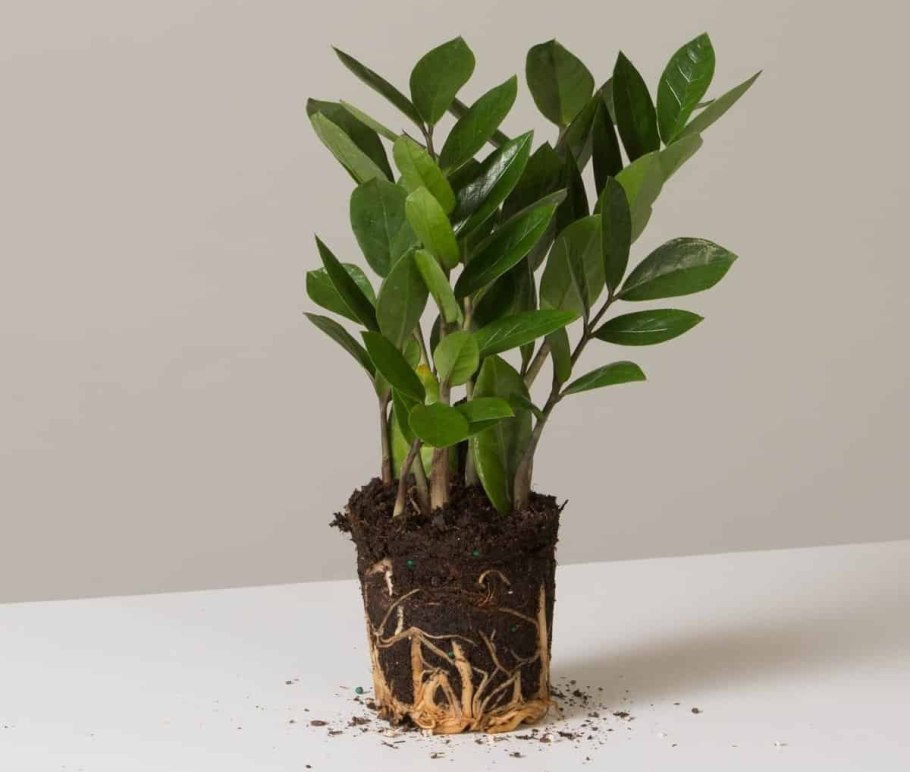 Замиокулькас лаки фото