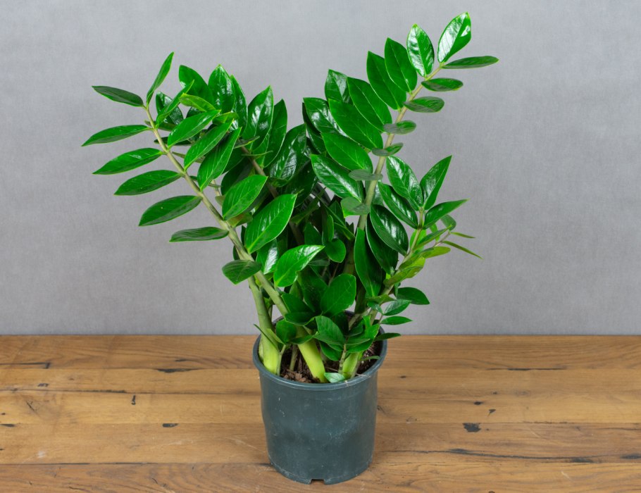 Замиокулькас Виппер крем