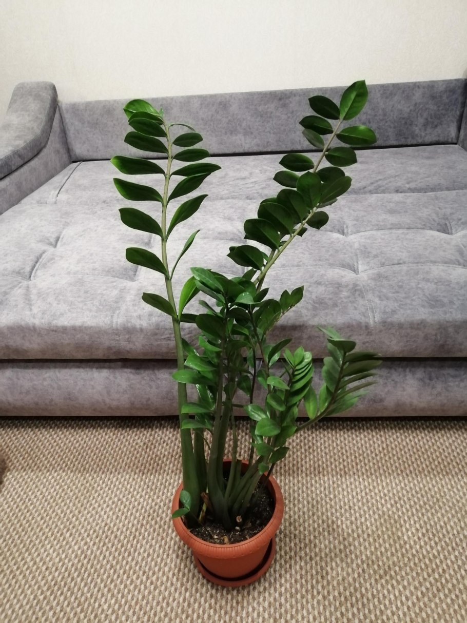 Замиокулькас долларовое дерево условия выращивания