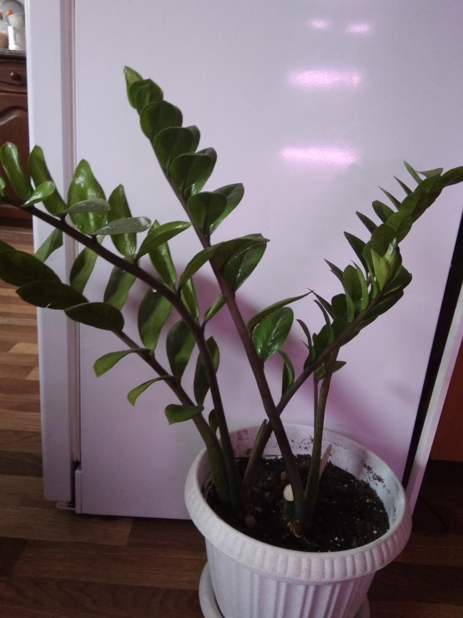 Замиокулькас долларовое дерево Росток