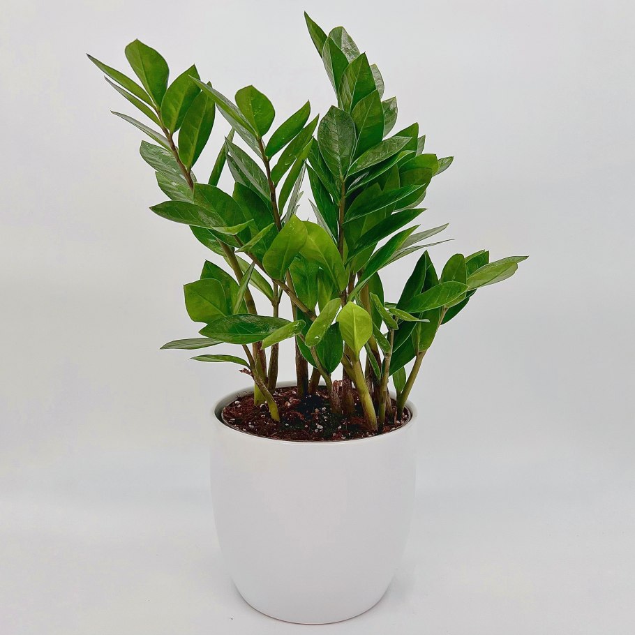 Замиокулькас замикро фото