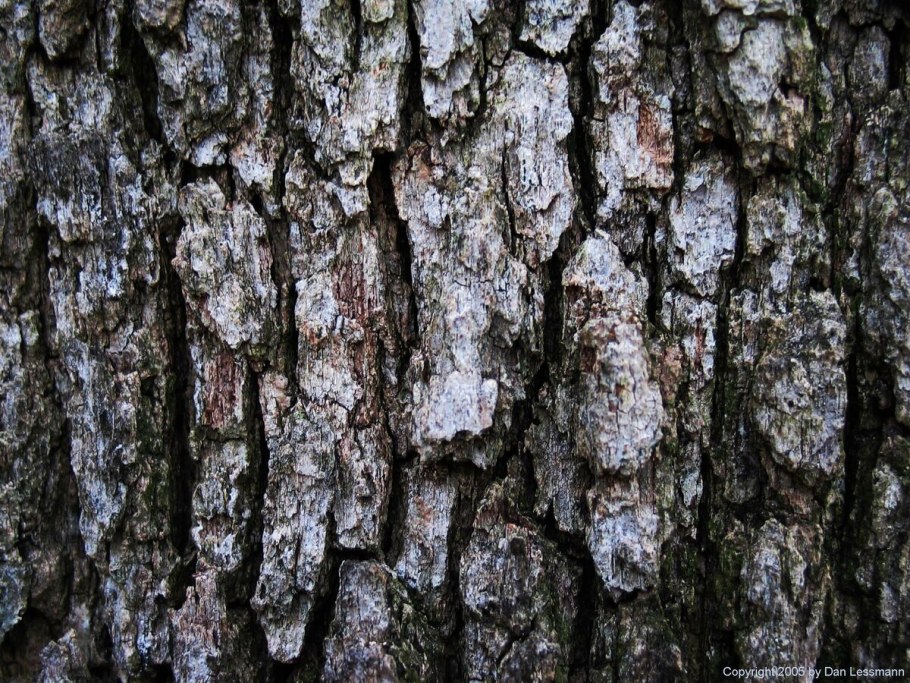 Дуб черешчатый кора