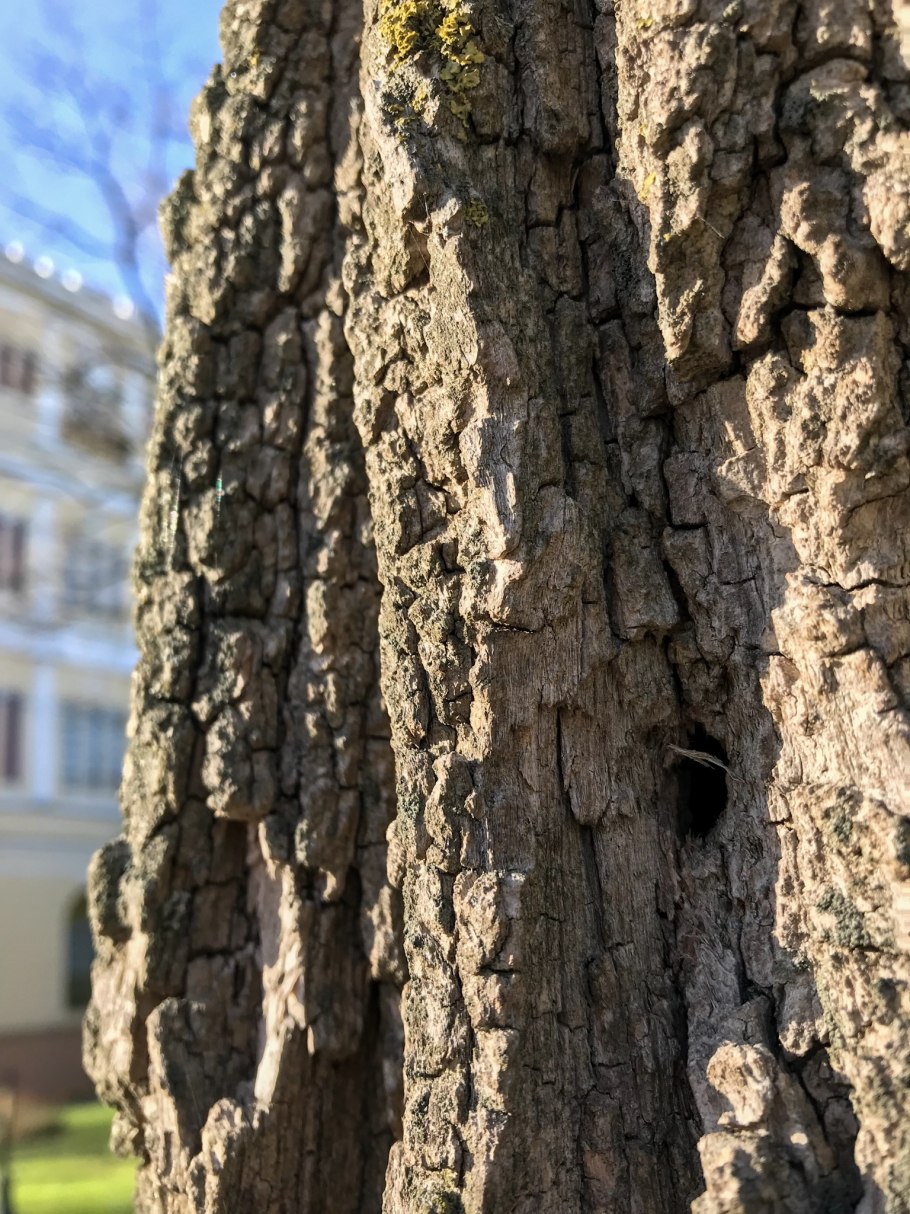 Дуб черешчатый кора