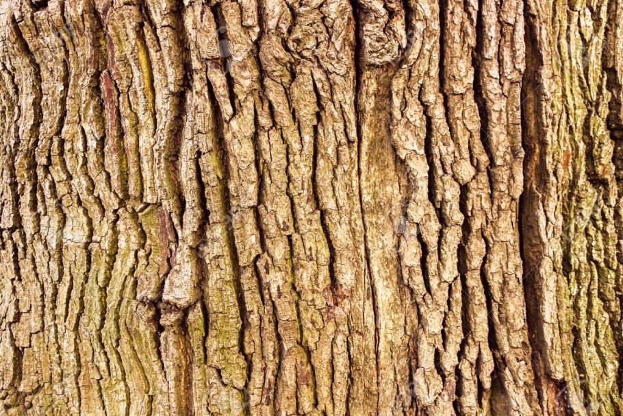 Кора кедра гималайского