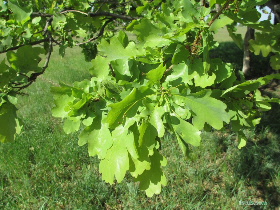 Дубовая кора текстура