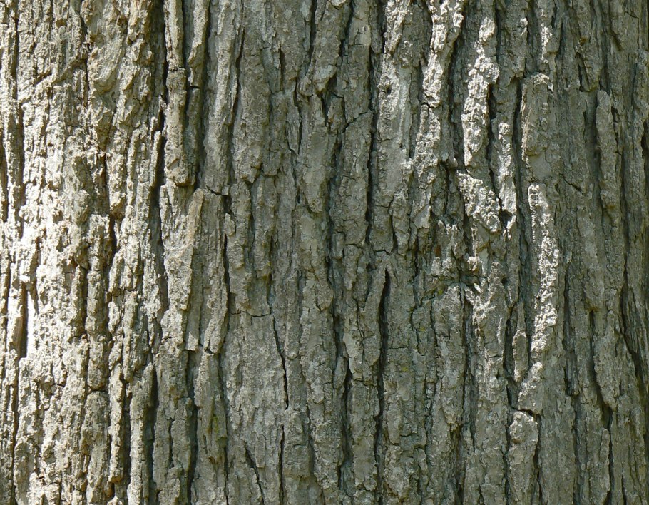 Древесина дуба черешчатого