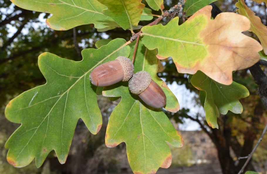 Дуб черешчатый (Quercus Robur l.)