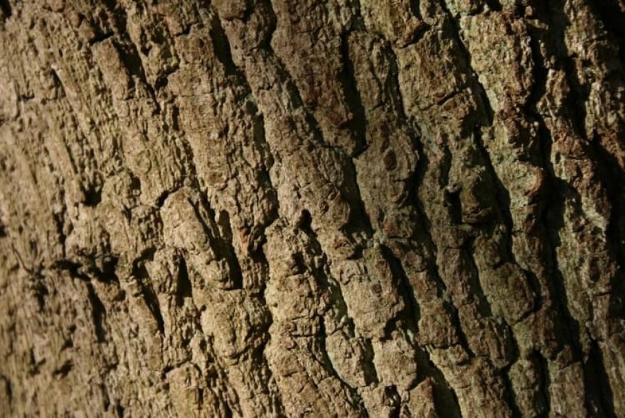 Дуб черешчатый кора