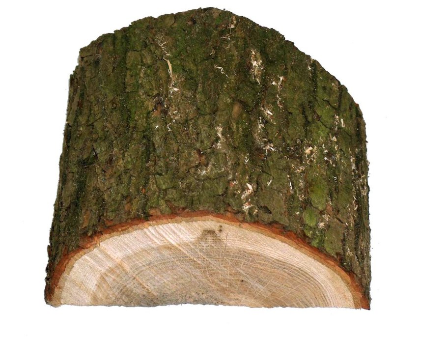 Дуб черешчатый (Quercus Robur)