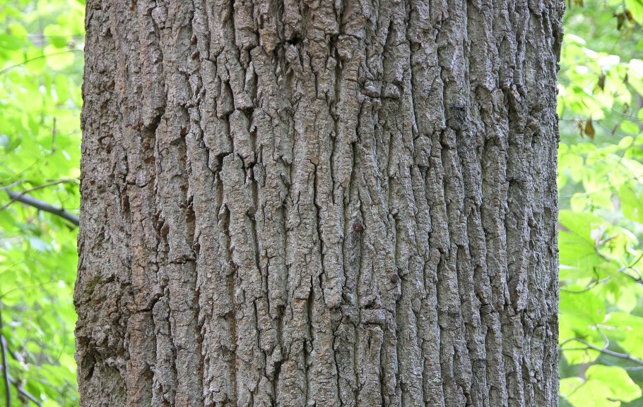 Oak Bark (Cortex Querci)