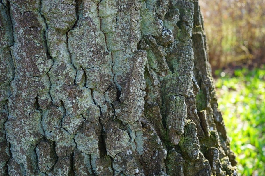 Дуб черешчатый Крым