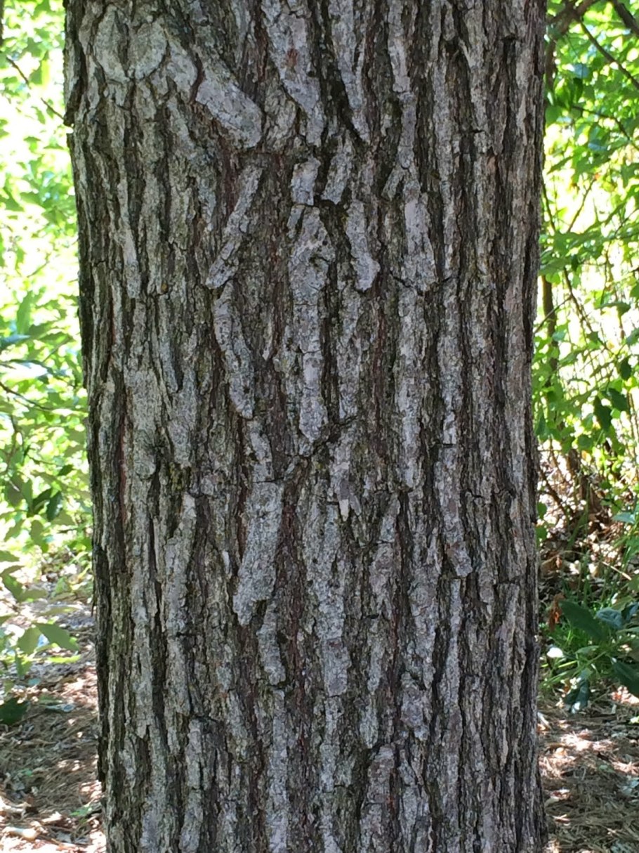 Потрескавшаяся кора