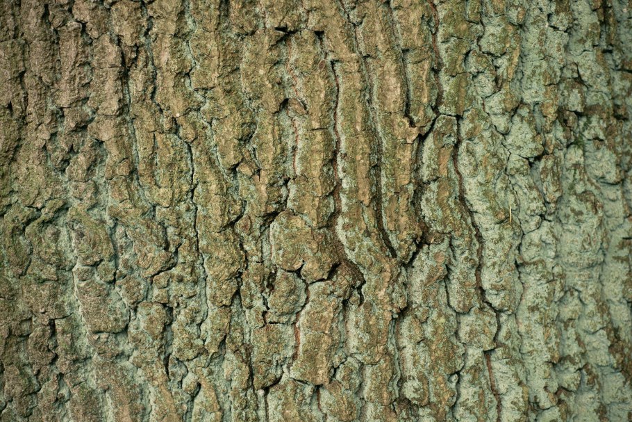 Кора дуба дерево