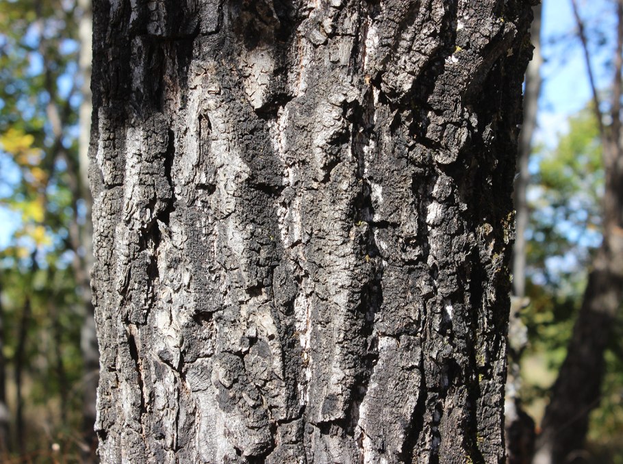 Кора дуба дерево
