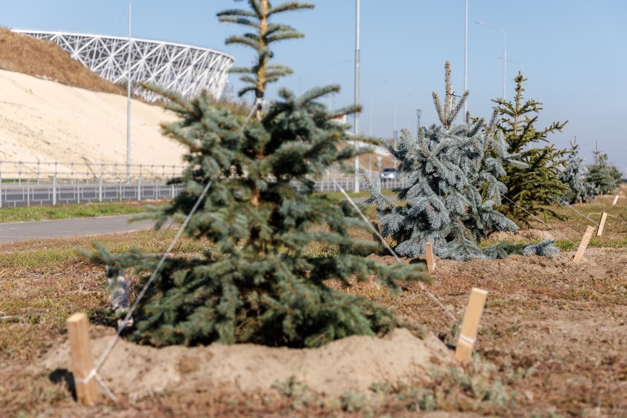 Сеянцы сосны обыкновенная Живая елка
