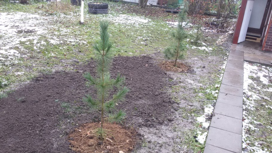 Высадка елок