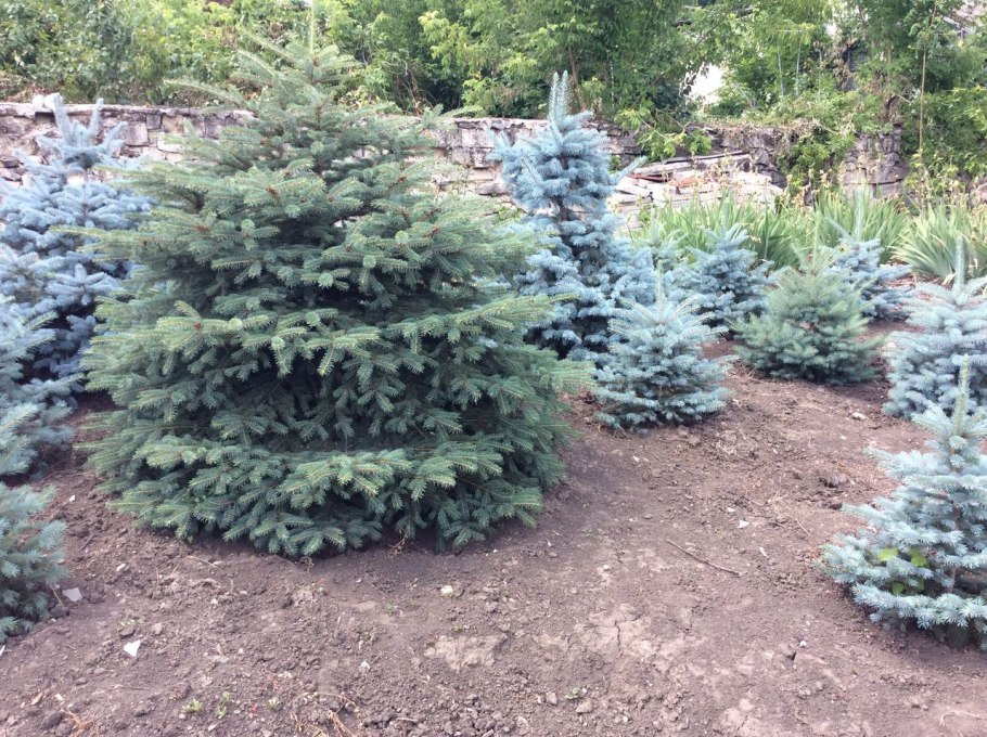 Picea glauca Pardubice