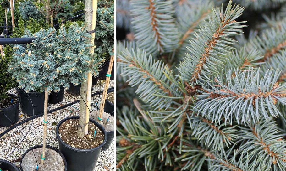 Ель голубая Глаука Глобоза и спирея