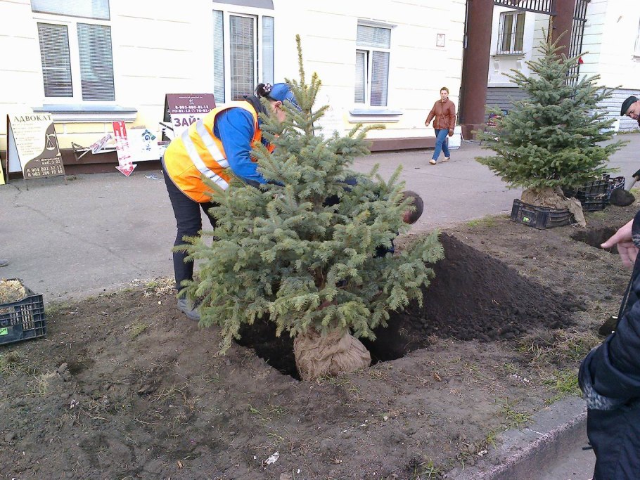 Высадка елок