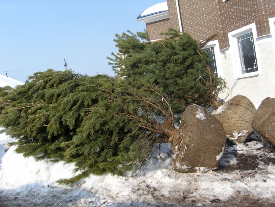 Дренаж для елки в горшке