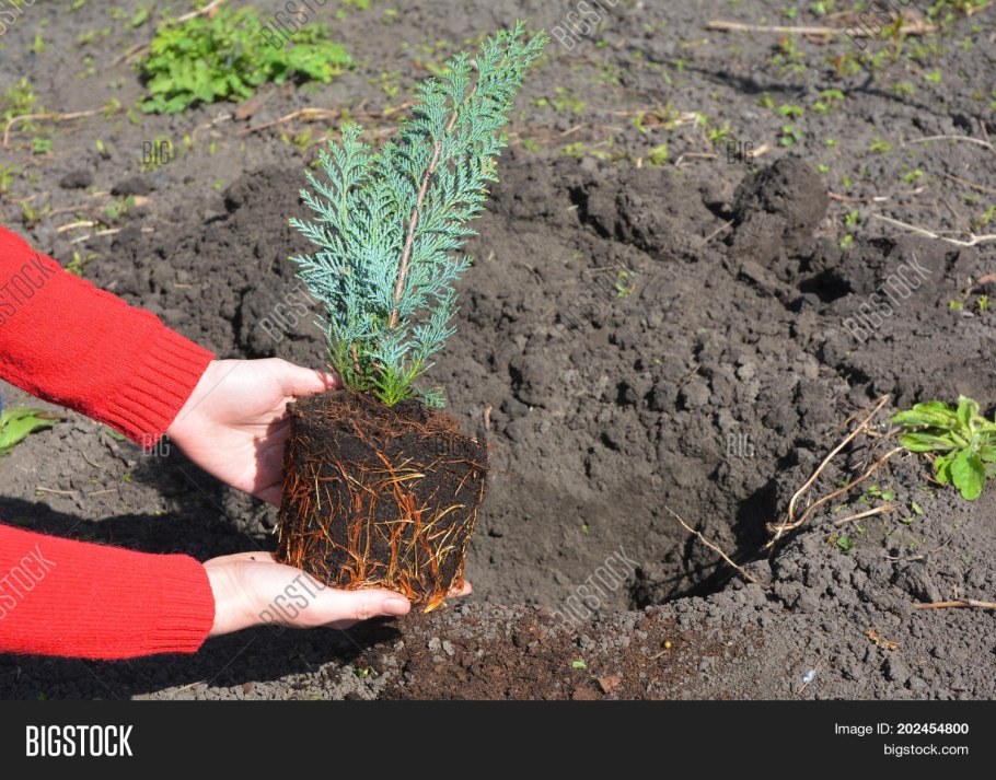 Ель фат Альберт
