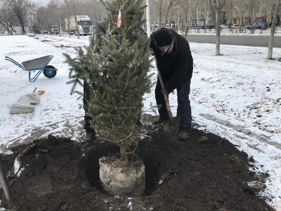 Ель Хупси в ландшафтном