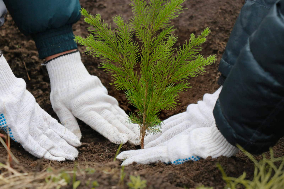 Клумба с елью фат Альберт