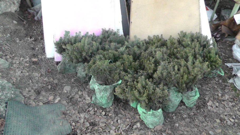 Ель колючая 'Hoopsii', h250-300