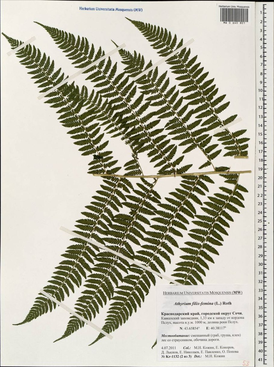 Папоротник Щитовник кочедыжник орляк