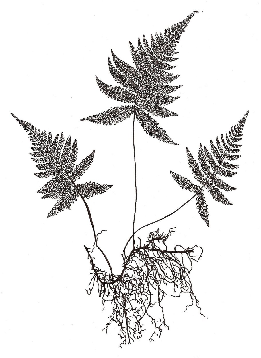 Дудия Каудата папоротник