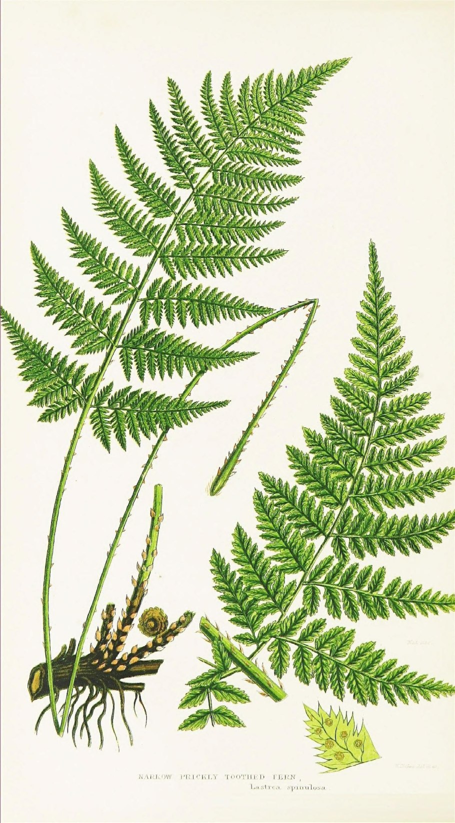 Страусник Восточный Matteuccia orientalis