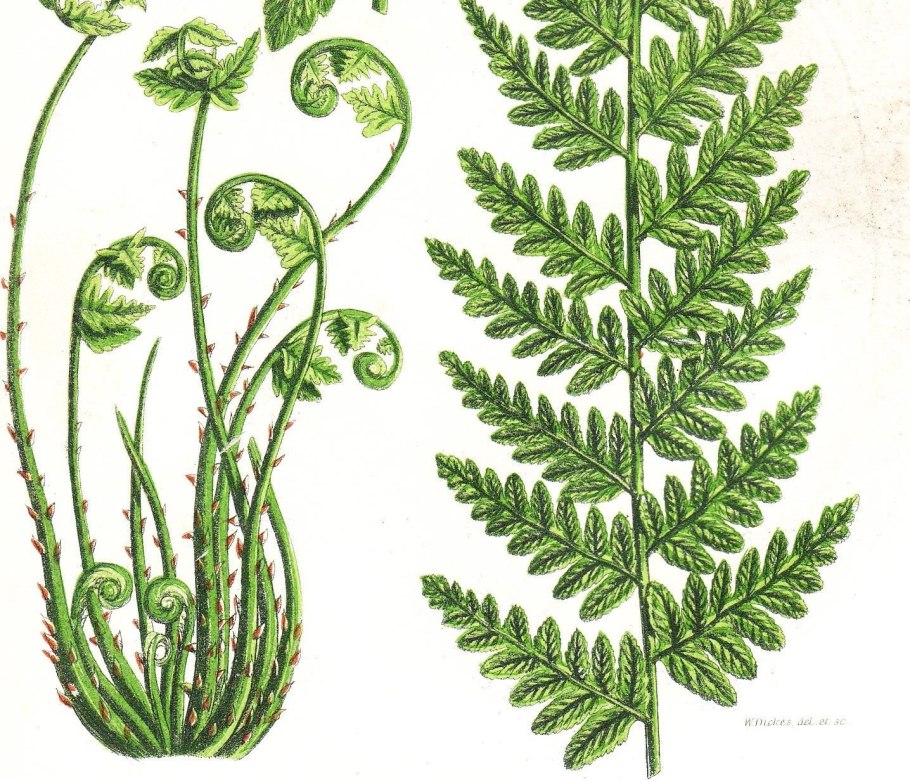 Папоротник орляк обыкновенный