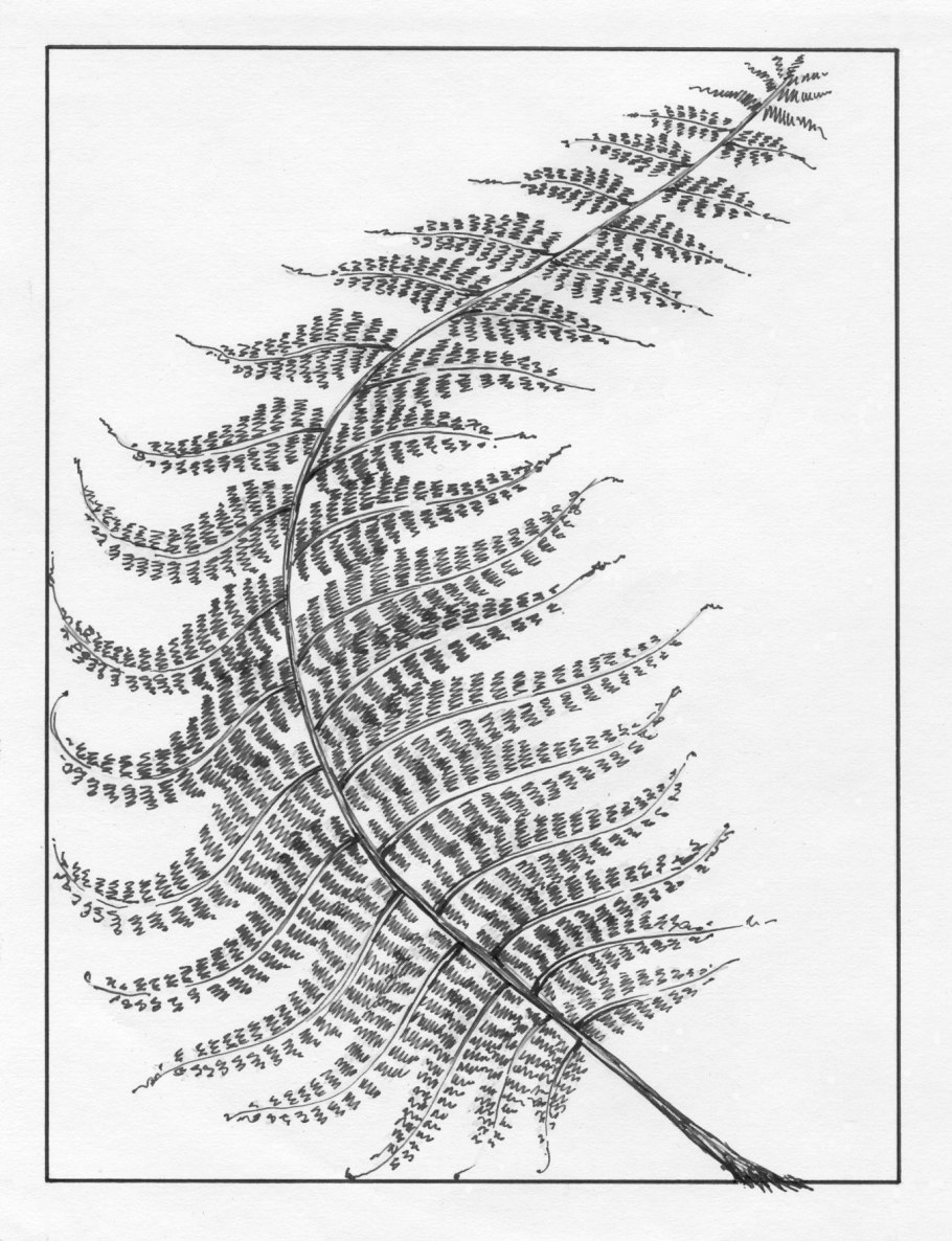 Папоротник эскиз Графика